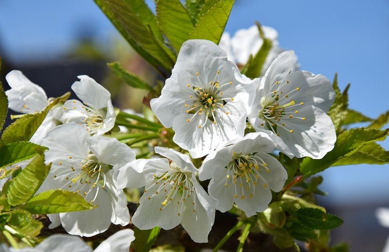 Kirschblüten0.jpg