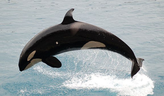 orca-590541__340.jpg