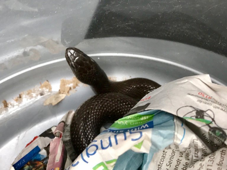 20170124-subadult-mole-snake-rescued-near-malmesbury-western-cape.jpg