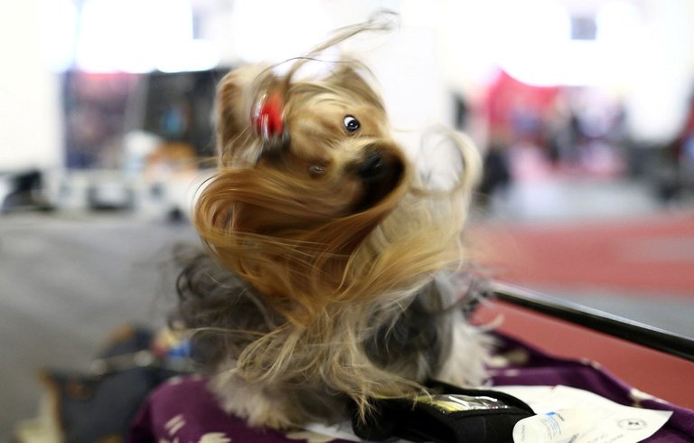 the Zagreb Winter Classic dog show.jpg