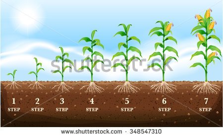 stock-vector-growing-corn-on-the-ground-illustration-348547310.jpg