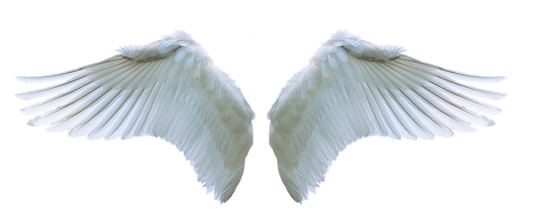 wing.png