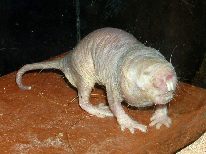 naked-mole-rat-670x502.jpg