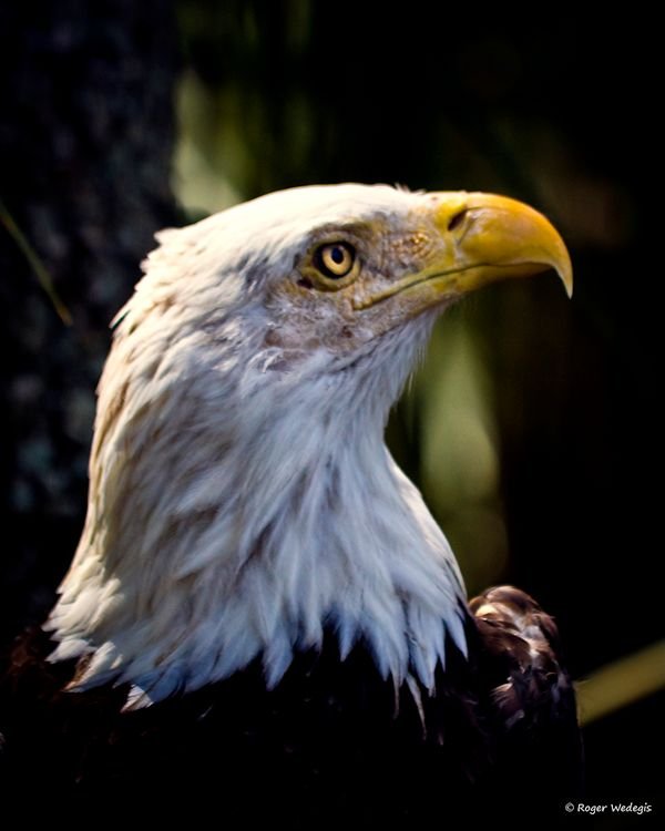 ProudBaldEagle.jpg