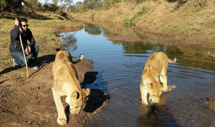 lion walking.jpg