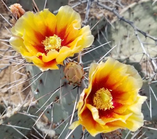 blooming-cactus.jpg