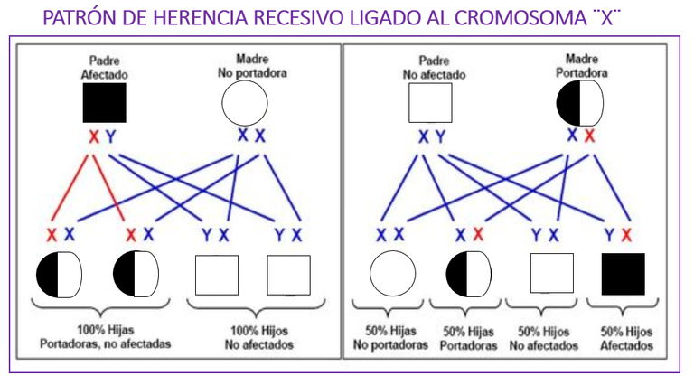 recesivo cromx.png