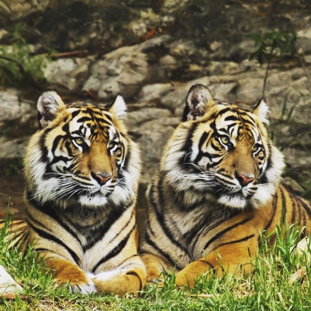 stock-photo-zoo-animals-love-tigers-brothers-e3079f04-85fa-46bb-b665-9c8225f67630.jpg