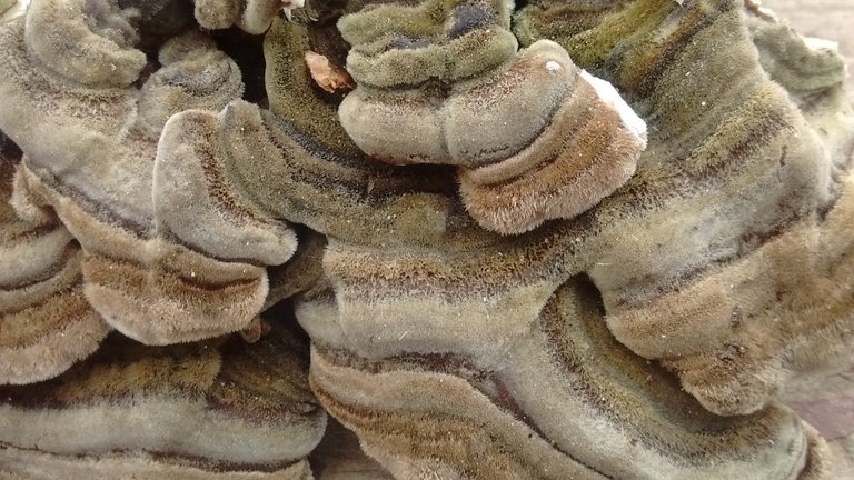 turkey tail 006.jpg