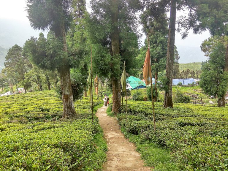 tea garden4.jpg