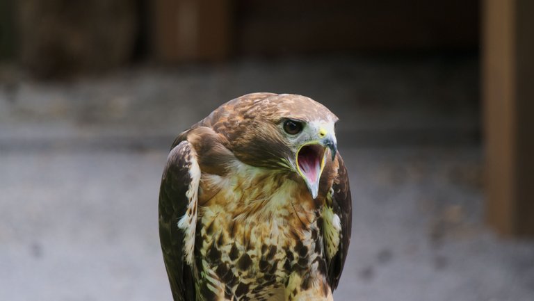 Angry Falcon