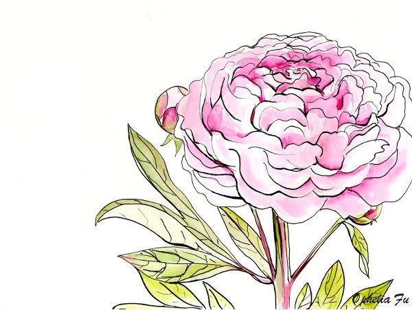 peony.jpg