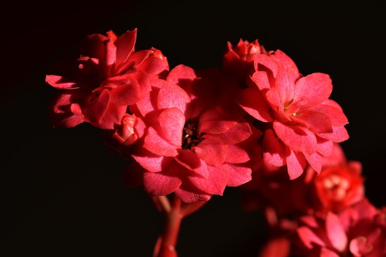 Kalanchoe blossfeldiana pink flower 2.jpg