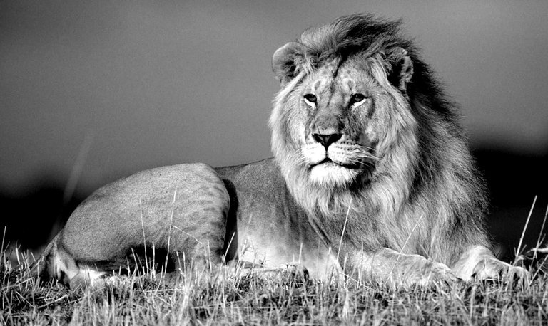 black-and-white-photos-of-lions.jpg