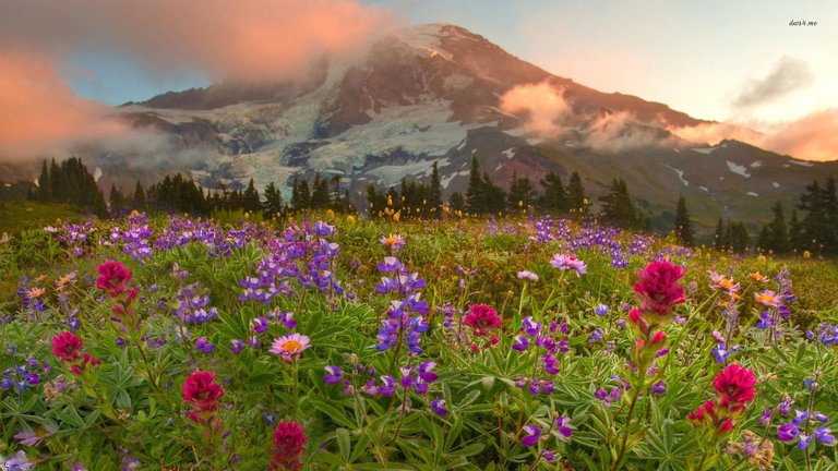 Wildflowers-Wallpaper.jpg