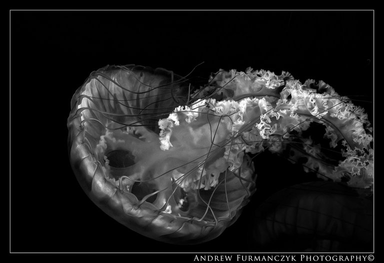 Jelly Fish 2B&W.jpg