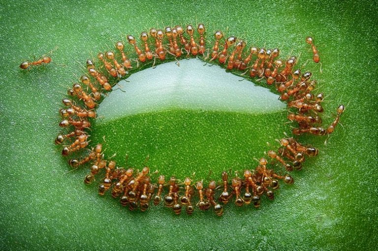 Tiny ants surrounded a drop of honey, Malaysia.jpg