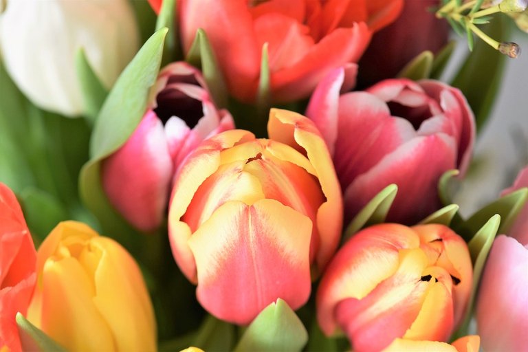 tulips 2.jpg