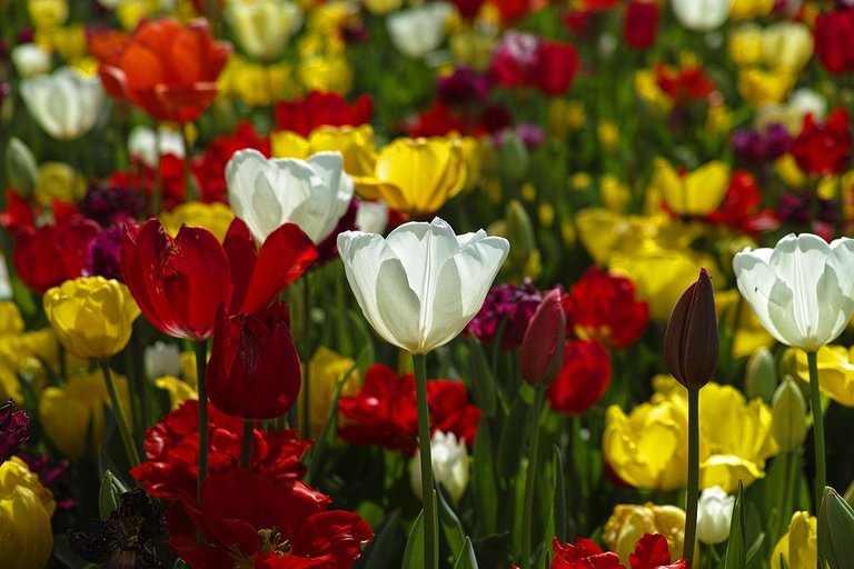 tulips-1511854_960_720.jpg