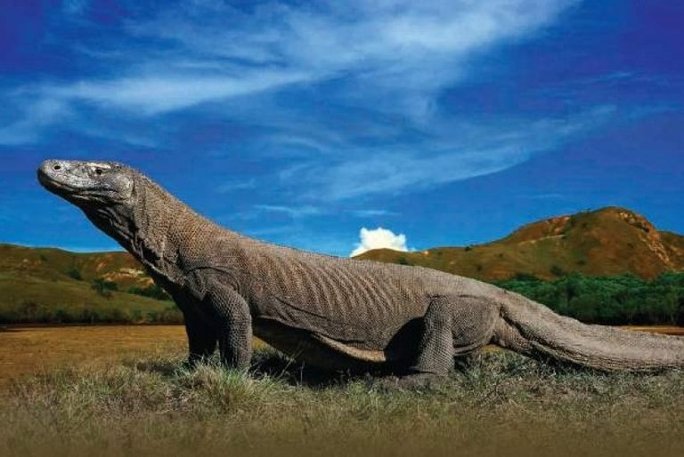 flores komodo.jpg