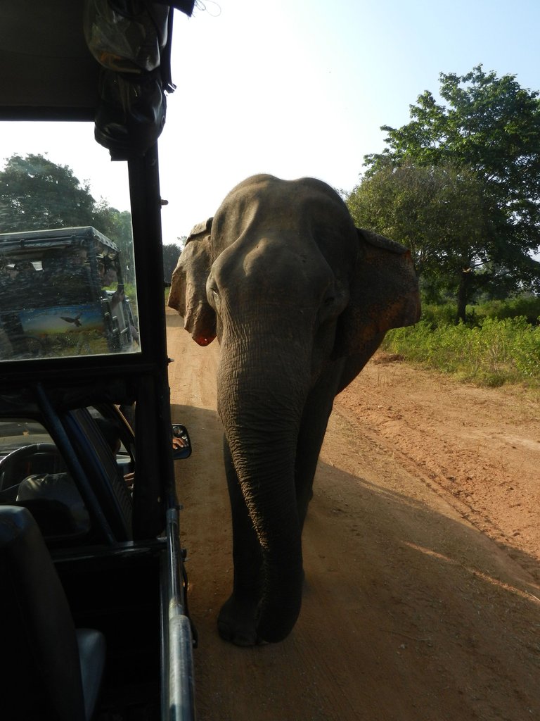 4 Must See Highlights of Sri Lanka - National Parks.jpg
