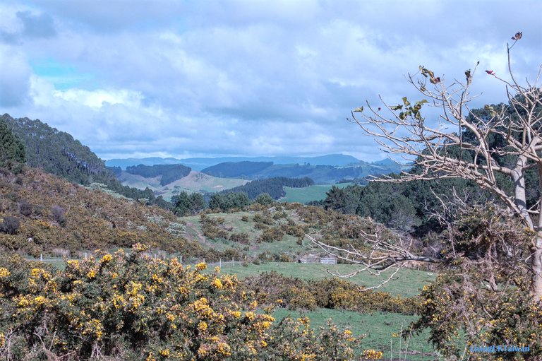 nz6_09.jpg