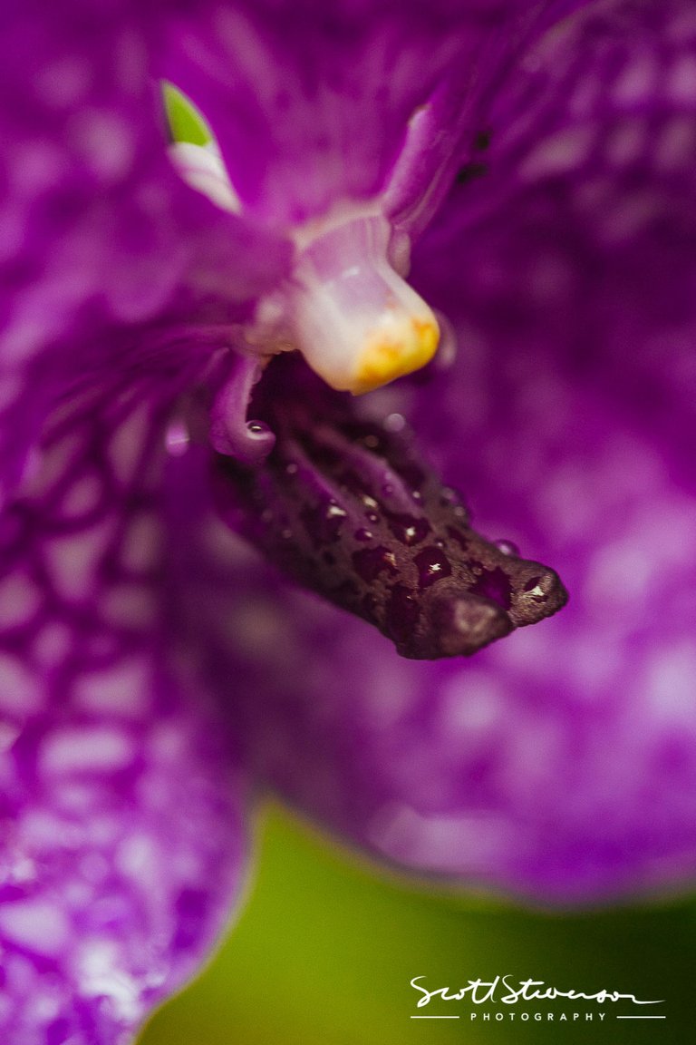 Orchid-1.jpg