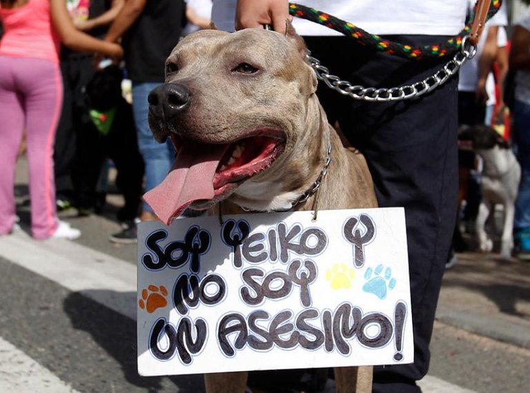 marcha-en-defensa-de-pitbull-2.jpg