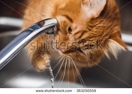 stock-photo-funny-ginger-cat-drinking-water-from-kitchen-tap-363250559.jpg