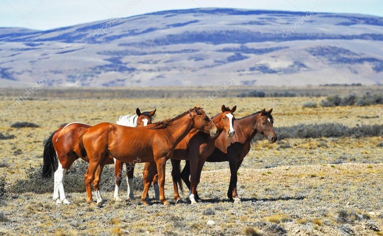 depositphotos_51974865-stock-photo-herd-of-wild-mustangs.jpg