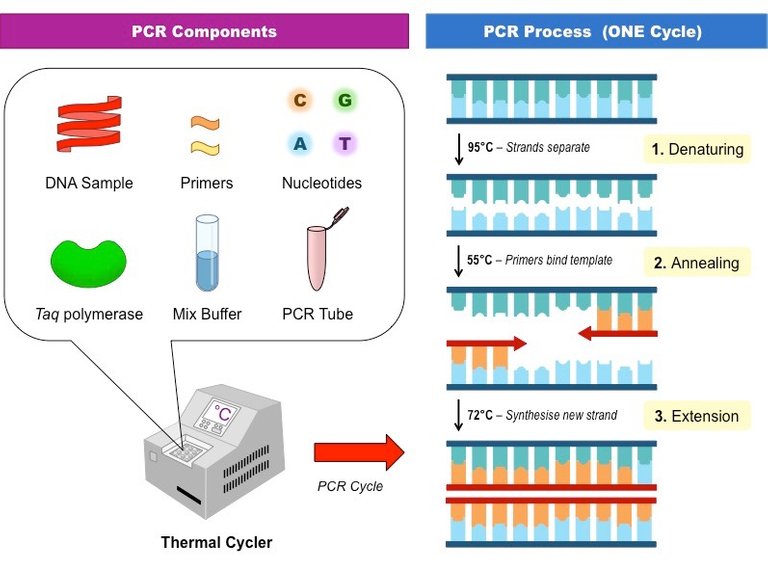 PCR.jpg