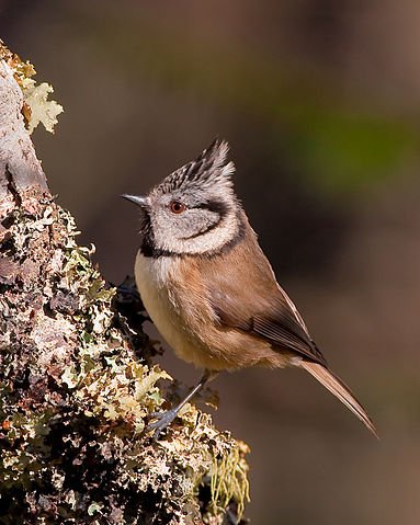 383px-Lophophanes_cristatus_-Aviemore,_Scotland-8_(2).jpg