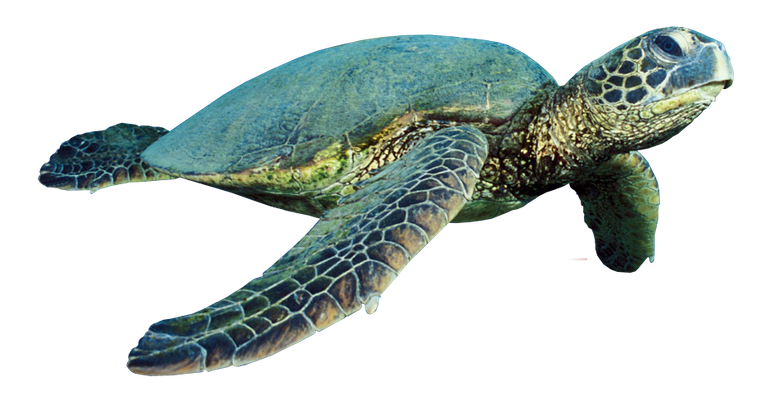 turtle-png-turtle-png-928.png