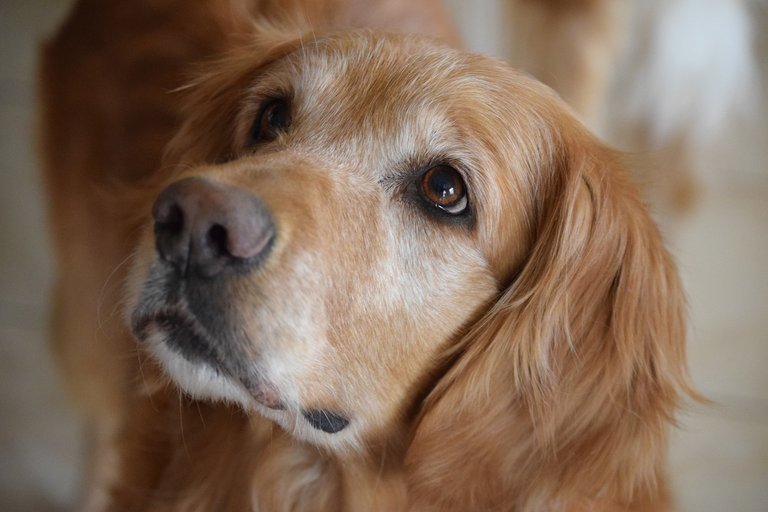 golden-retriever-2419453_1920.jpg