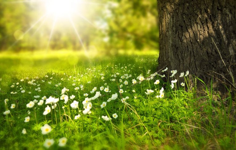 spring-tree-flowers-meadow-60006.jpeg