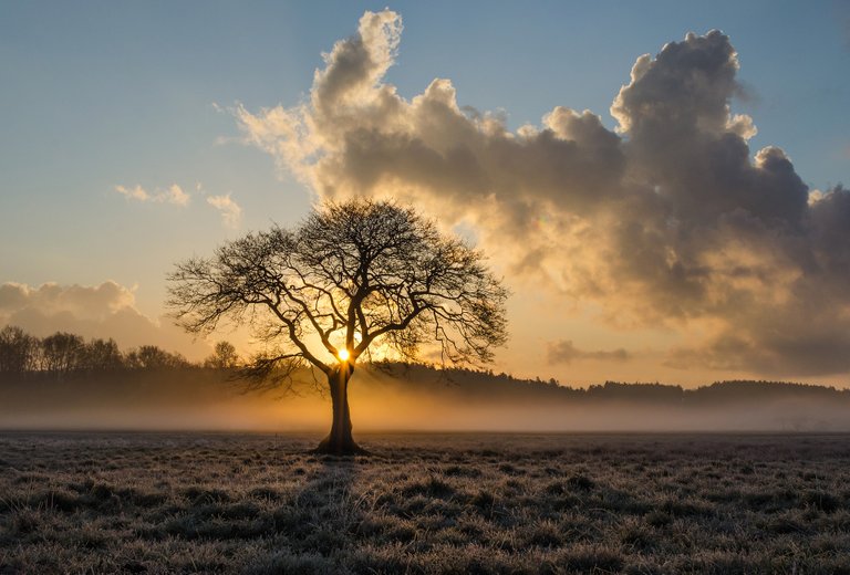 lone-tree-1934897_1920.jpg