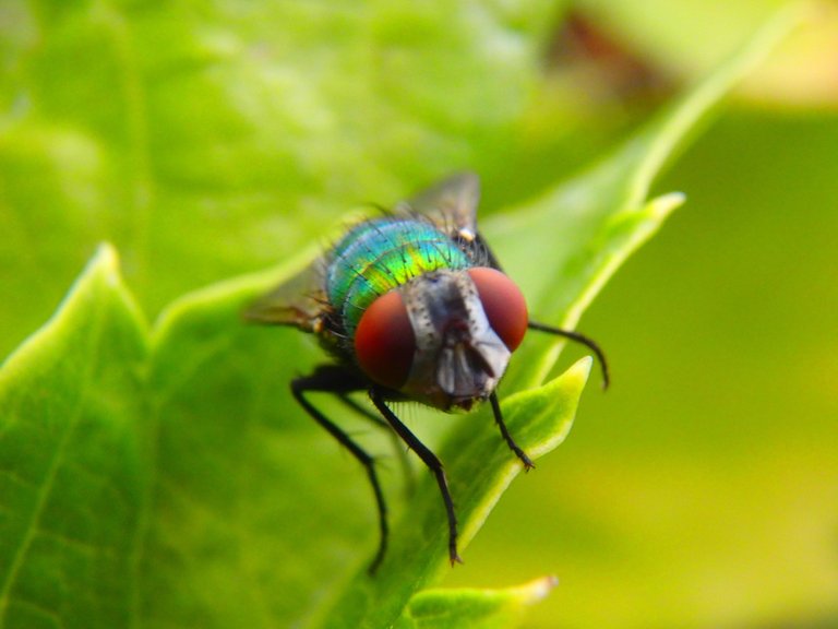 Urinating Fly - 3.JPG