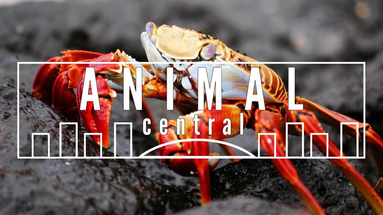 BeFunky Design-crabs.jpg