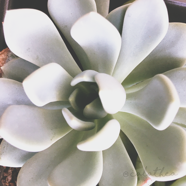 graptoveria.png