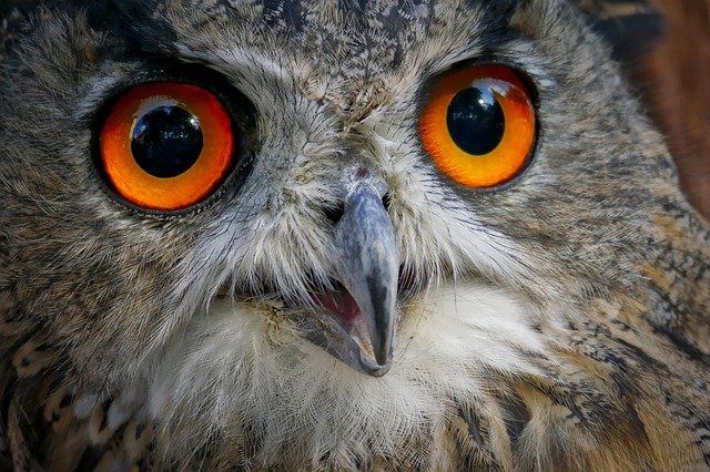 eagle-owl-2989651_640.jpg