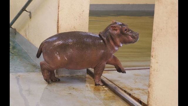 baby hippo_1491670567140_3130325_ver1.0_640_360.jpeg