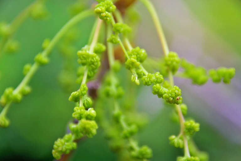 The young stems of oak branches in spring