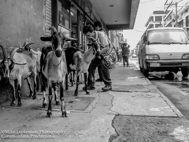 goats on street.jpg