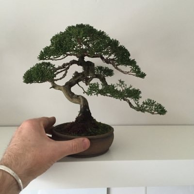 Shohin.jpg