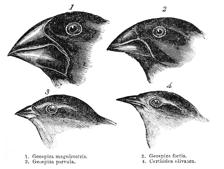 1280px-Darwin's_finches_by_Gould.jpg