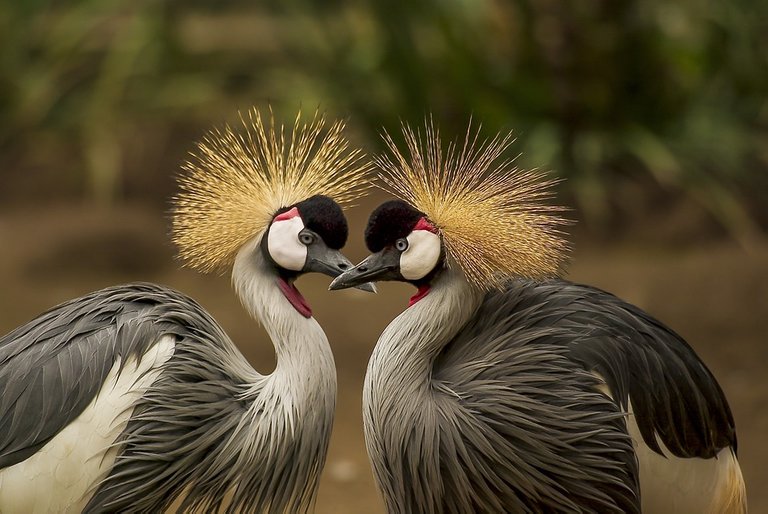 grey-crowned-crane-540657_960_720.jpg