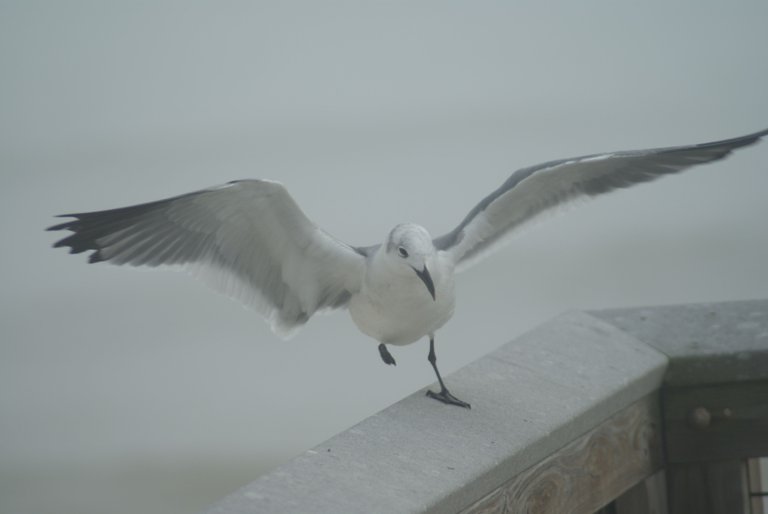 St. George Island trip (55).JPG