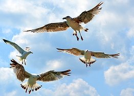 seagull-birds-fly-on-sky-3935x2816_49836.jpg
