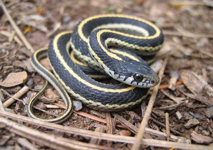 Western_terrestrial_garter_snake_juvie.jpg