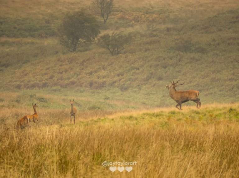 stag-running.jpg